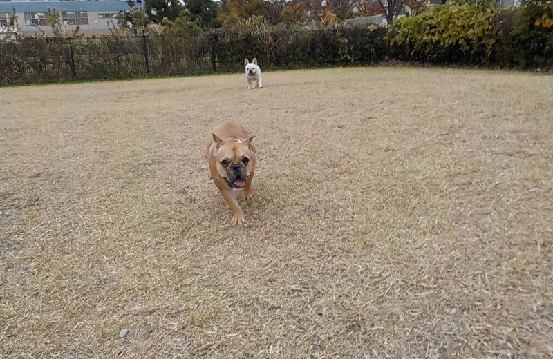 愛犬人士可與「毛孩」遊玩（Credit: 辰巳森林海濱公園 twitter）