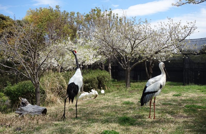 公園內亦有觀鳥設施（Credit: 葛西臨海公園 twitter）